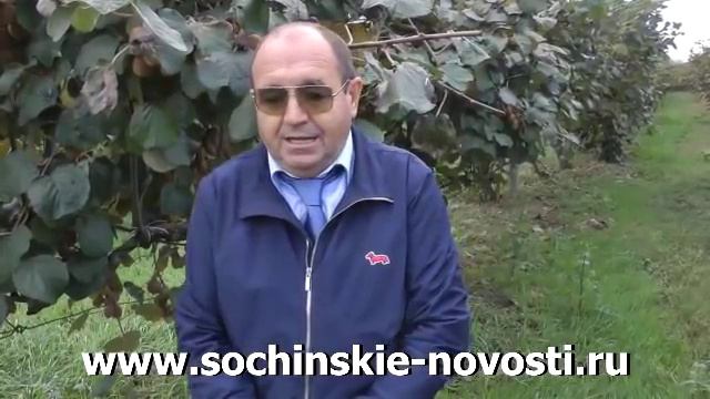Как выращивают киви в Сочи.mp4 смотреть онлайн