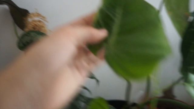 house plant tour // aroid collection смотреть онлайн