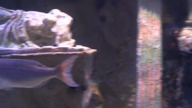 VLOG: Посещение крупнейшего аквариумного комплекса в Анталии смотреть онлайн