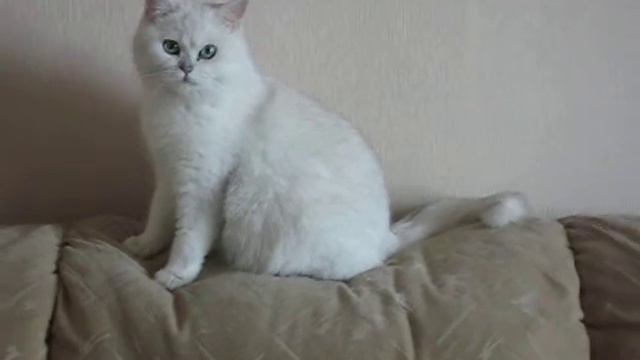 британские кошки из питомника Мон Ами смотреть онлайн