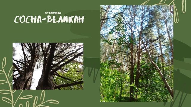 Экологическая тропа в гостях у леса Экскурсия смотреть онлайн