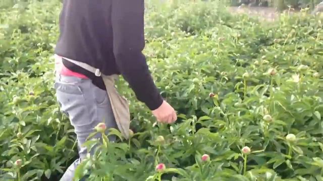 Peony Red Charm - www.peonyshop.com смотреть онлайн