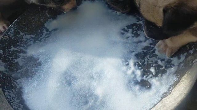 ЩЕНКИ КУШАЮТ САМИ? смотреть онлайн
