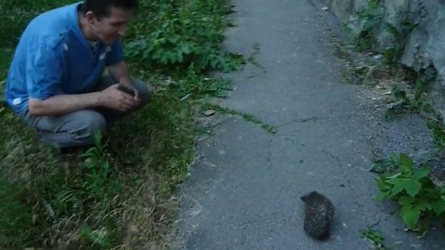 Встреча с ежиком на улице в поселке Октябрьском (Новочеркасск)