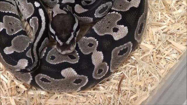 1 2020 Male VPI Axanthic het Clown Ball Python смотреть онлайн
