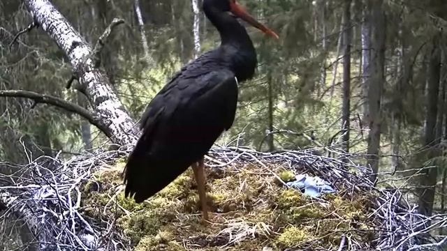 Black Stork cam09 - 15May 15.09pm - visitor stork смотреть онлайн