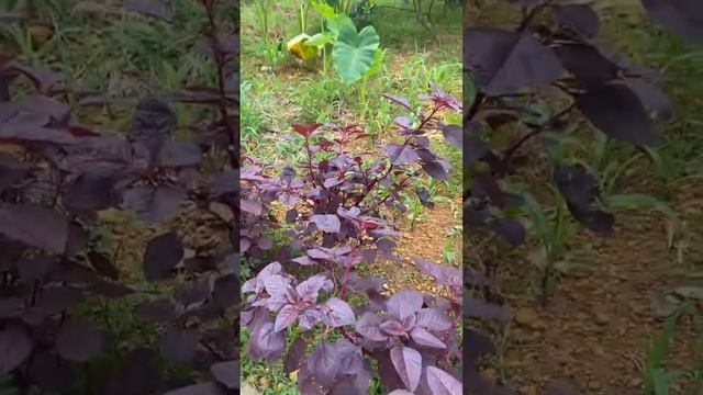 My grandmother's house red amaranth смотреть онлайн