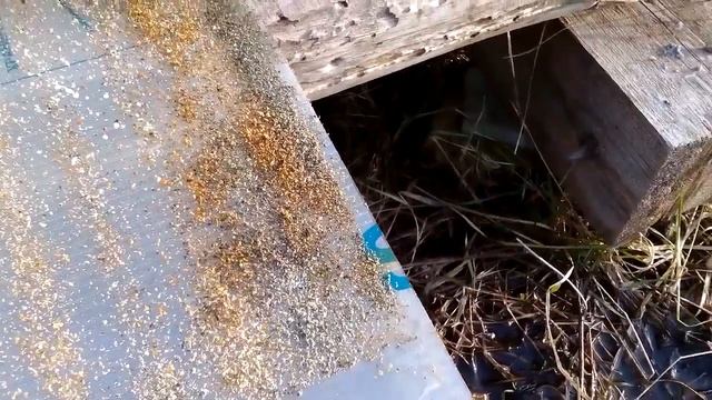 Пихтовое эфирное масло от клеща смотреть онлайн