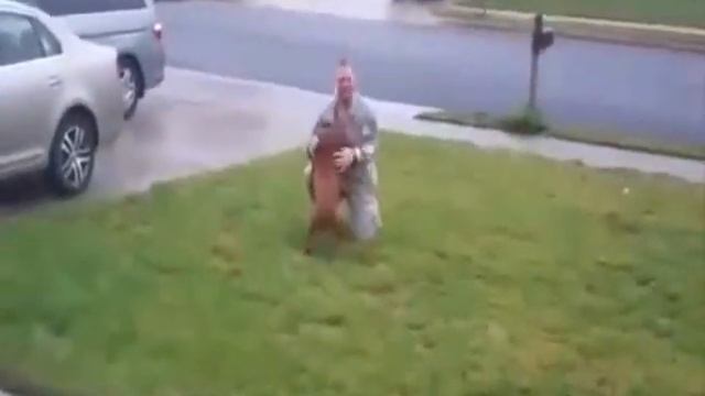 Встреча с животными после разлуки . смотреть онлайн