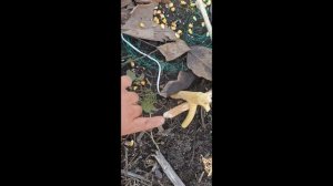 Подьемная ловушка на фазана