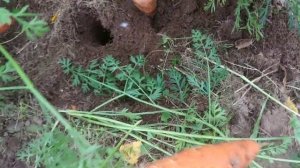 Морковь. Чудеса мульчирования.