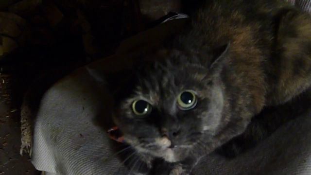 Опасная кошара