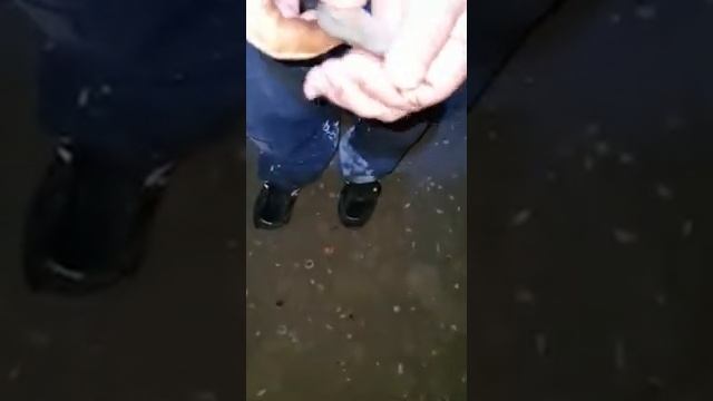 Донная наживка на Луфаря / Гумбара из мелкой рыбки Сарагус смотреть онлайн