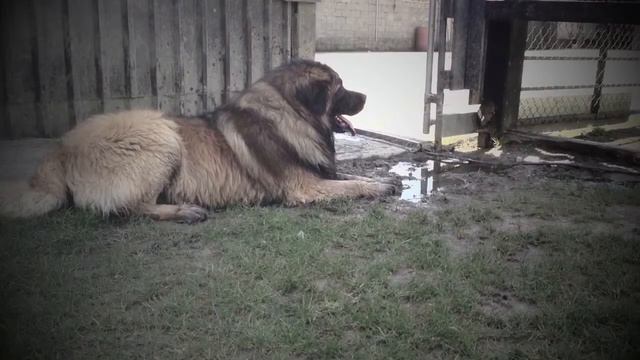 "leonberger" movies about Our "Leonbergers" "episode смотреть онлайн