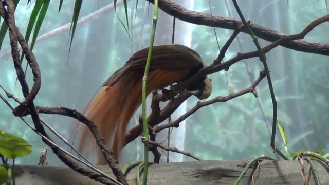 World of Birds Highlights (1 of 2) | The Bronx Zoo | October 29th, 2016 смотреть онлайн