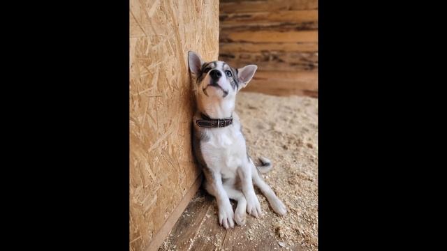 10 Интересных Фактов из Психологии Собак смотреть онлайн