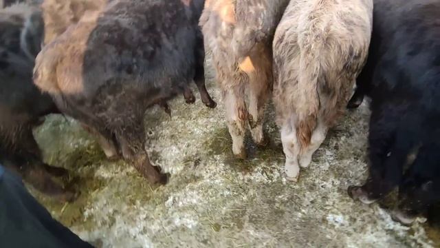 1 жашка чейинки эркек ургаачы торпоктор СОКУЛУК МАЛ БАЗАР смотреть онлайн