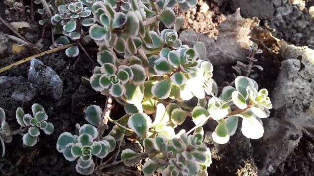 Очиток почвопокровный 18.09.22 смотреть онлайн