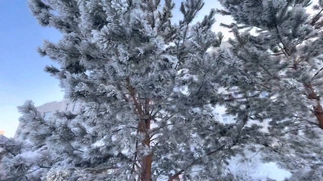 Зима Кемерово Лесная поляна, январь 2022 смотреть онлайн