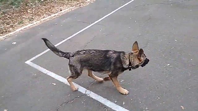 Подзыв по кличке| Дрессировка собак| Воспитание собаки смотреть онлайн