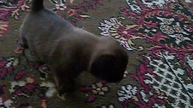 щенок брабансона