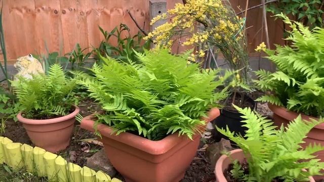 Boston Fern/Cytisus Praecox Warminster Broom Shrub .