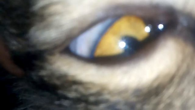 Кот в гамаке. Шоок!!! смотреть онлайн