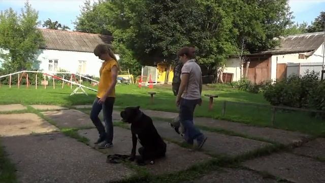 Собака боится людей. Что делать? смотреть онлайн