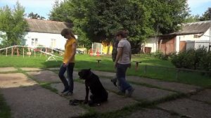 Собака боится людей. Что делать?