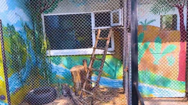 УЕХАЛИ В ПУТЕШЕСТВИЕ. ДЕЛЬФИНЫ. ВЛОГ. смотреть онлайн