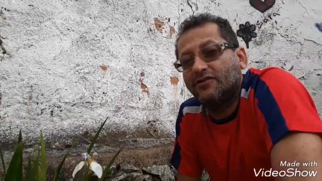 Brazilian neomarica candida- Falsa orquídea. смотреть онлайн