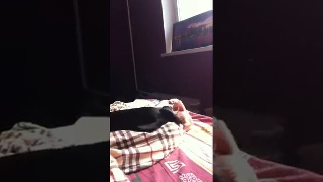 Такса и сфинкс смотреть онлайн