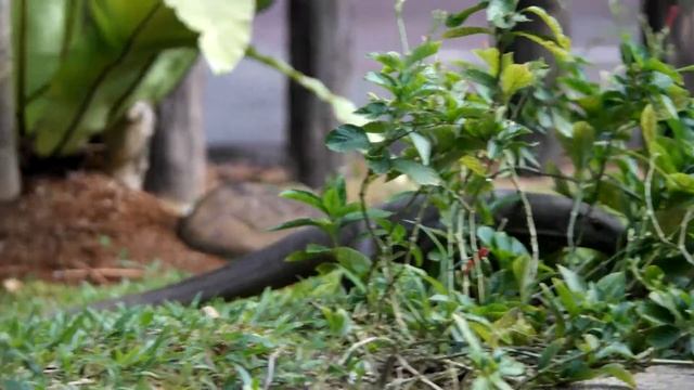 Monster Monitor Lizard / Biawak - 2 смотреть онлайн