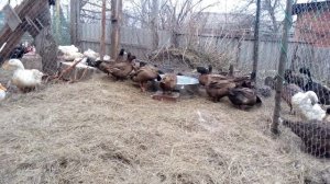 Редкие породы уток. Утки «Хаки Кэмпбелл» в хозяйстве «Хорошо живём».