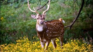 Звуки диких животных для самых маленьких. Как говорят животные для малышей