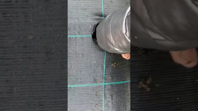 Посадка клубники Азия смотреть онлайн