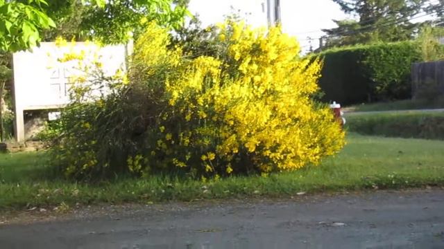 Spanish Broom in Bloom смотреть онлайн