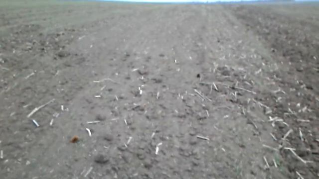 Посев ячменя РУМом и СЗ-3.6 на одном поле(6га). смотреть онлайн