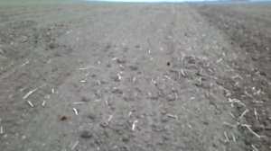 Посев ячменя РУМом и СЗ-3.6 на одном поле(6га).