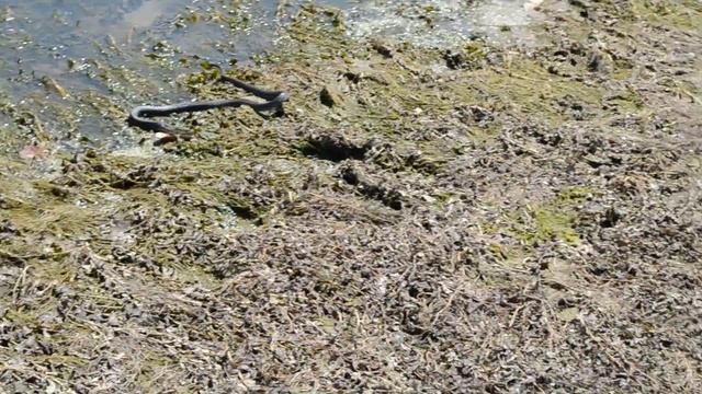 Уж и гадюка разделили лягушку 2 смотреть онлайн
