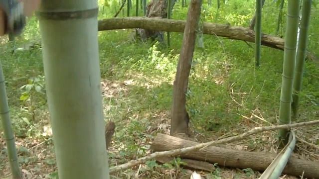 В бамбуковом лесу 2 смотреть онлайн