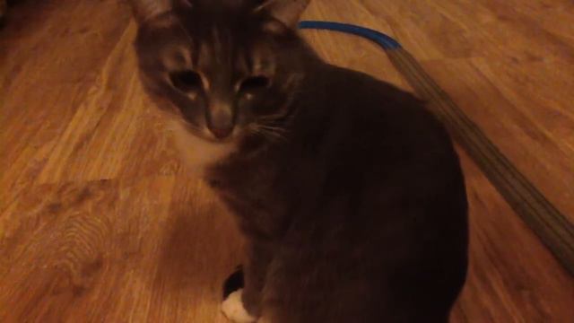 Мистер збогойный котик смотреть онлайн