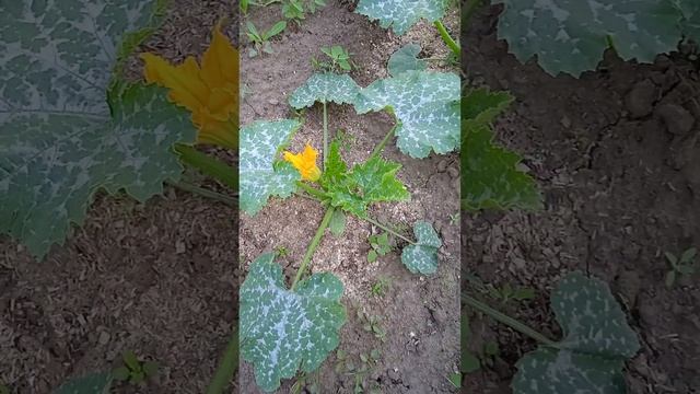 Как быстро растет плод кабачка после цветения