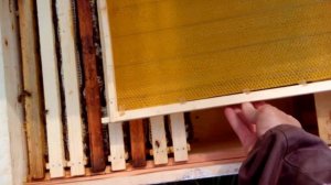 когда подставлять вощину. Весеннее расширение гнезда пчёл вощиной.