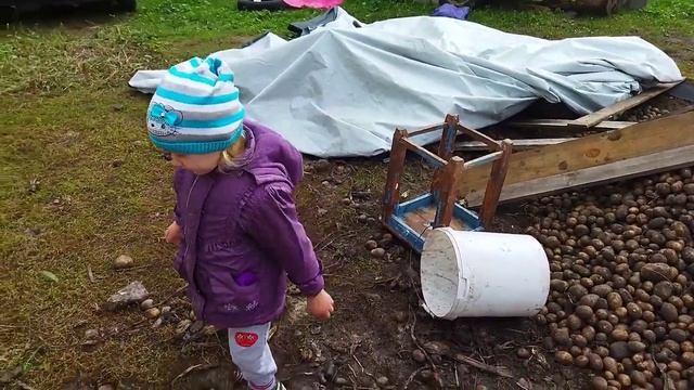 Опять одно и тоже. Снова перебираем картошку, но уже свою. Белорусская деревня. смотреть онлайн