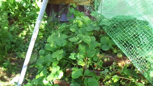 Спасти землянику от дождей. смотреть онлайн