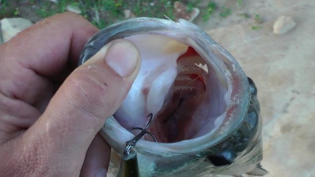 Видео - поймал рыбу, а в пасти крючок смотреть онлайн