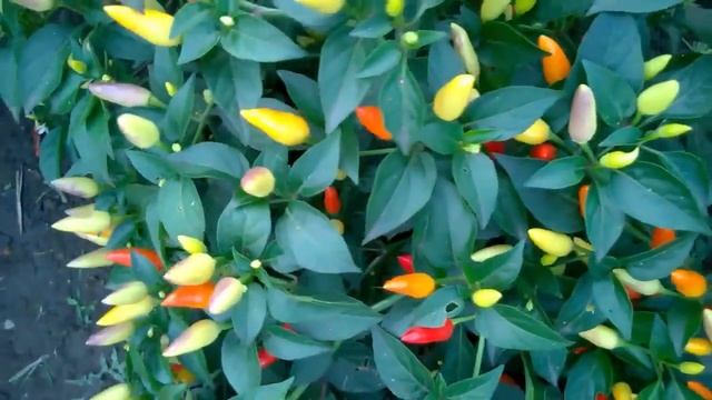 Prairie Fire. Огонь прерии невероятно урожайный сорт острого перца. смотреть онлайн