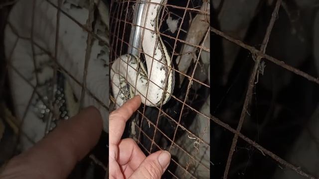 WILD PYTHON.. UP CLOSE GETS A TICKLE. ?? смотреть онлайн