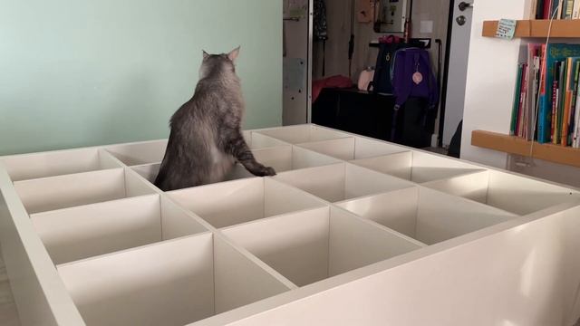 Maine Coon Deksi Cat in labyrinth (Кошка мейн кун в лабиринте) смотреть онлайн